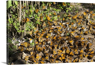 Cerro Pelon Monarch Butterfly Biosphere, Mexico