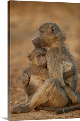 Chacma baboon comforting a young one, Kruger National Park