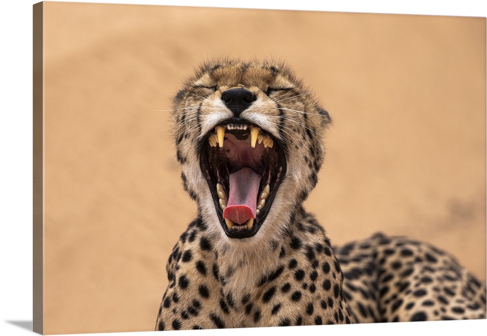 Cheetah (Acinonyx jubatus) yawning, Kgalagadi Transfrontier Park, South Africa, Africa