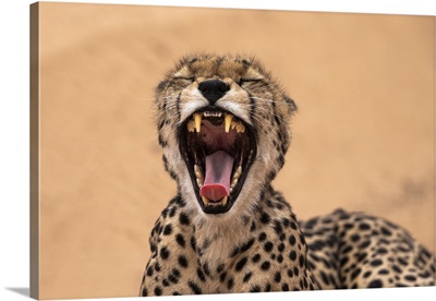 Cheetah (Acinonyx Jubatus) Yawning, Kgalagadi Transfrontier Park, South Africa, Africa