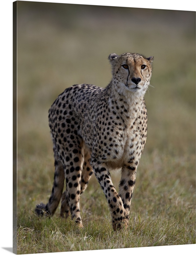 Cheetah, Addo Elephant National Park