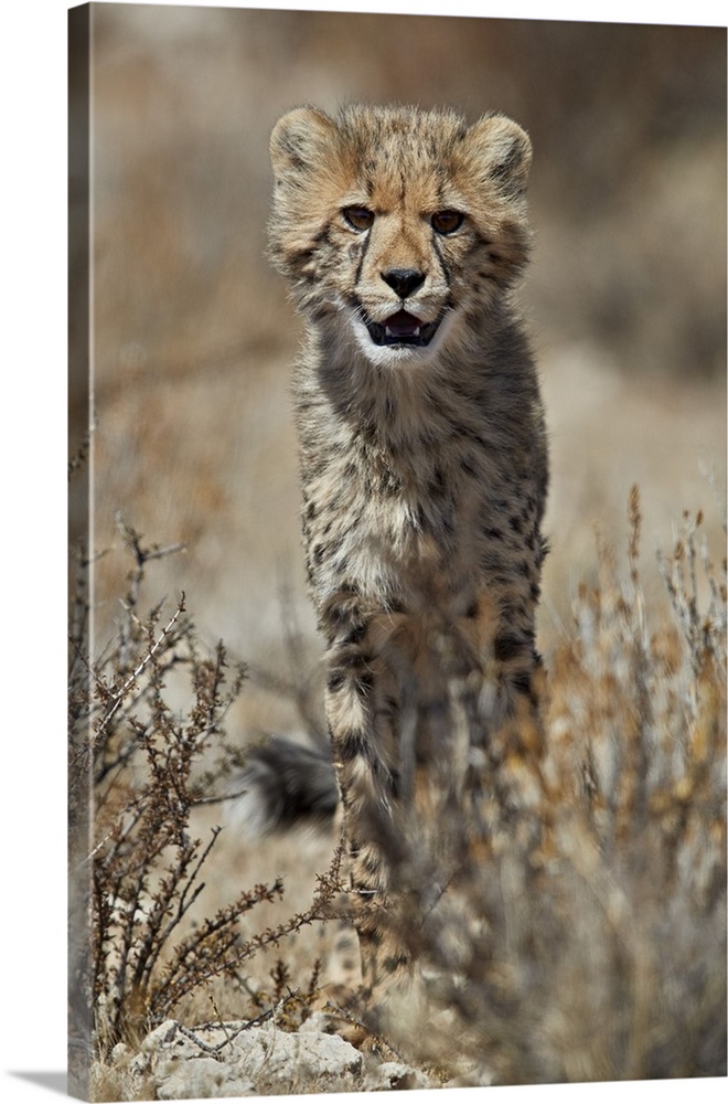 Cheetah cub, Kgalagadi Transfrontier Park, encompassing the former Kalahari Gemsbok National Park