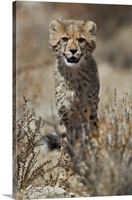 Cheetah cub, Kgalagadi Transfrontier Park