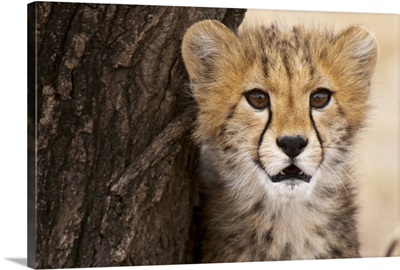 Cheetah cub, Masai Mara, Kenya, East Africa, Africa