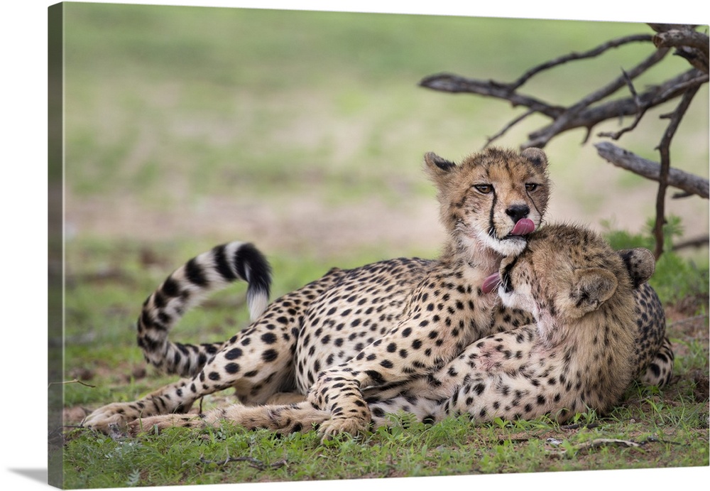 Cheetah cubs (Acinonyx jubatus), cleaning each other after eating, Kgalagadi Transfrontier Park, Northern Cape, South Afri...