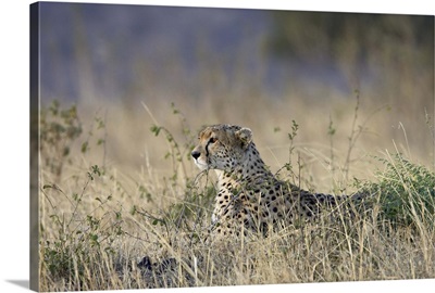 Cheetah lying down while surveying an open plain, Masai Mara National Reserve, Kenya
