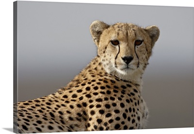 Cheetah, Masai Mara National Reserve, Kenya, East Africa, Africa