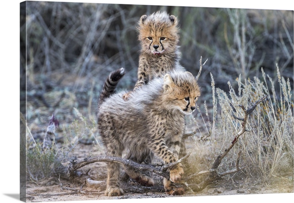Cheetah (Acinonyx jubatus) cubs, Kgalagadi Transfrontier Park, Northern Cape, South Africa, Africa