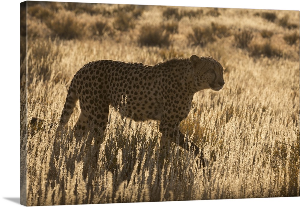 Cheetah (Acinonyx jubatus), Kgalagadi Transfrontier Park, Northern Cape, South Africa, Africa