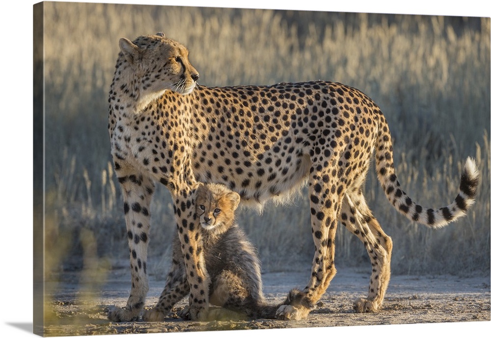 Cheetah (Acinonyx jubatus) with cub, Kgalagadi Transfrontier Park, Northern Cape, South Africa, Africa