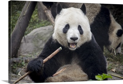 Chengdu Research Base of Giant Panda Breeding, Chengdu, Sichuan Province, China