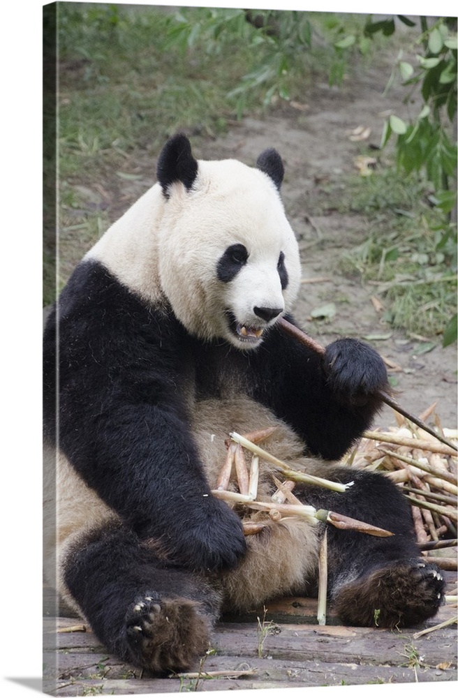 Chengdu Research Base of Giant Panda Breeding, Chengdu, Sichuan Province, China