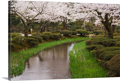Cherry blossom in Kenrokuen Garden, Kanazawa, Honshu Island, Japan