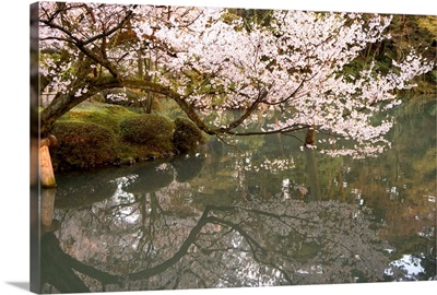 Cherry blossom, Kenrokuen Garden, Kanazawa city, Honshu island, Japan