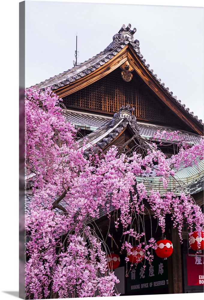 Cherry blossom tree in the Geisha quarter of Gion, Kyoto, Japan, Asia.
