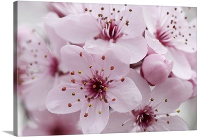 Cherry Plum Blossom, Cultivated, Canberra, Australian Capital Territory, Australia