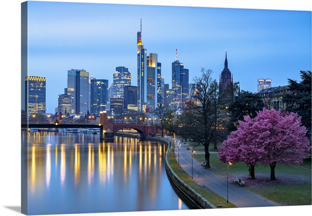 Cherry tree in bloom on banks of River Main with skyline of business district in the background at dusk, Frankfurt am Main...