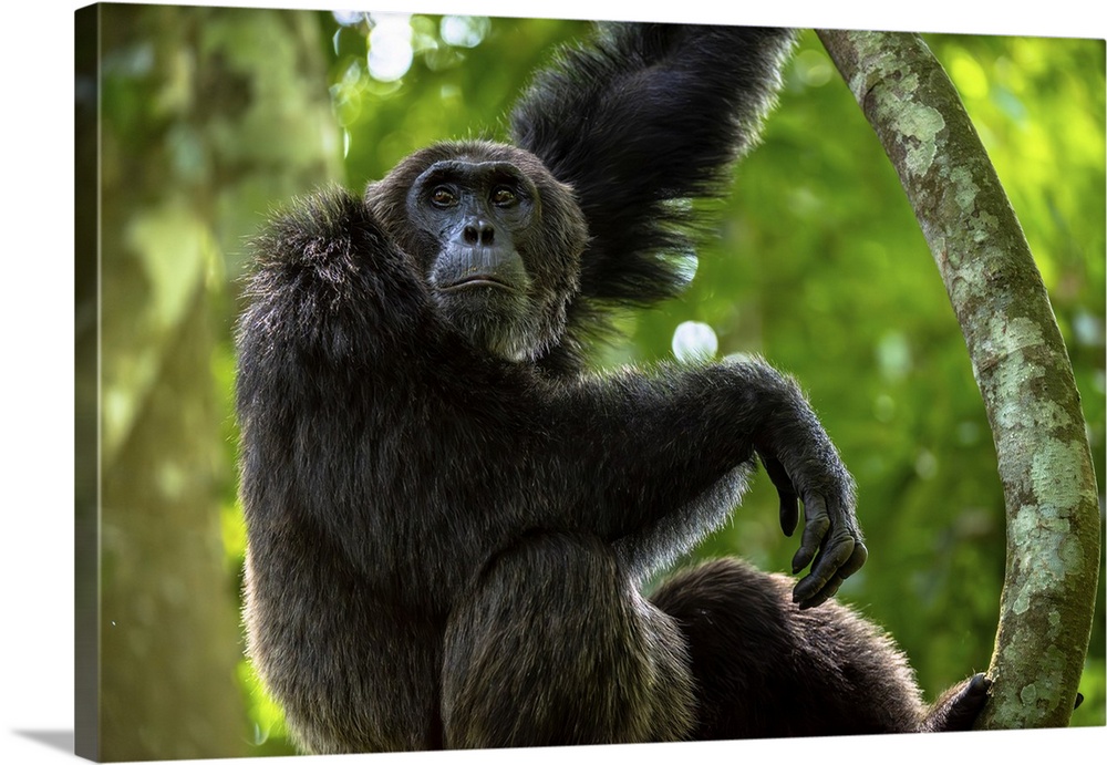 Chimpanzee standing on a branch, Budongo Forest, Uganda, East Africa, Africa