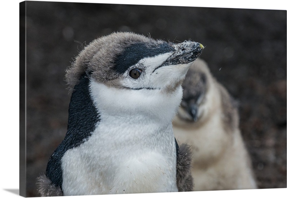 Chinstrap penguin chick (Pygoscelis antarctica) on a black volcanic beach, Saunders Island, South Sandwich Islands, Antarc...