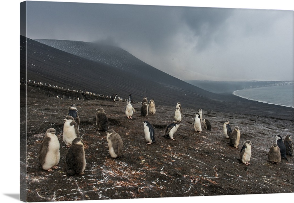Chinstrap penguin colony (Pygoscelis antarctica), Saunders Island, South Sandwich Islands, Antarctica, Polar Regions