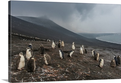Chinstrap penguin colony Saunders Island, South Sandwich Islands, Antarctica