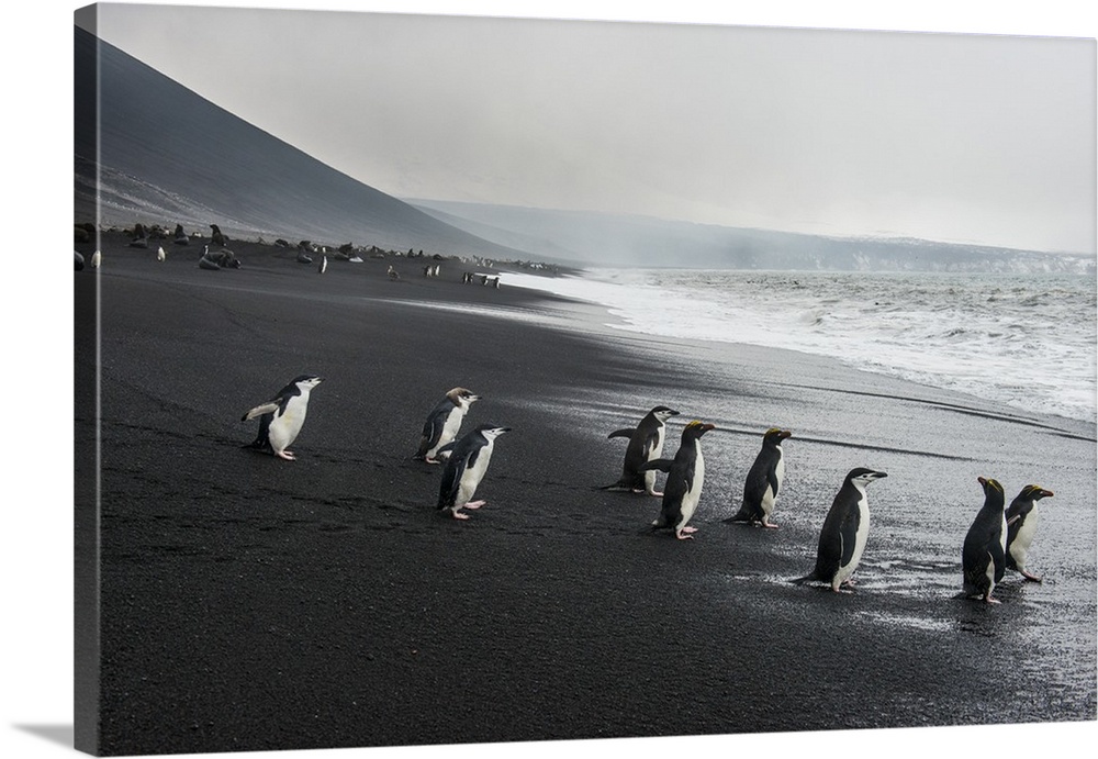 Chinstrap penguin group (Pygoscelis antarctica), Saunders island, South Sandwich Islands, Antarctica, Polar Regions