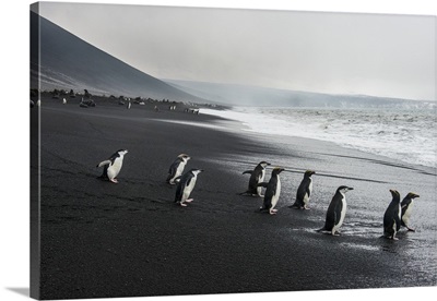 Chinstrap penguin group Saunders island, South Sandwich Islands, Antarctica