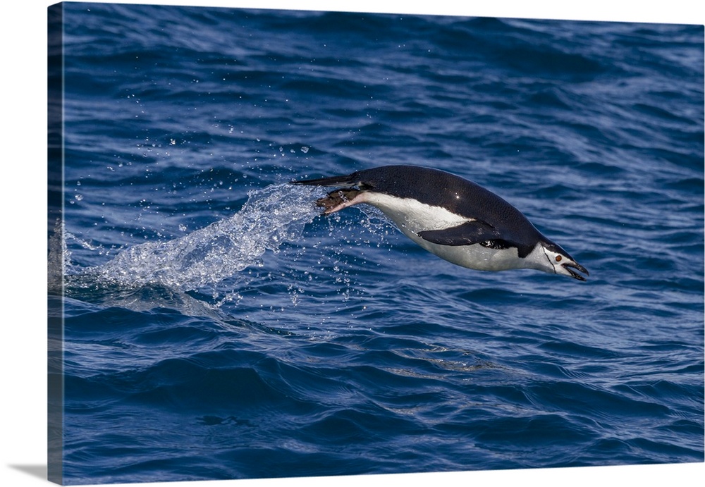 Chinstrap Penguin (Pygoscelis Antarctica) Porpoising In Cooper Bay, South Georgia