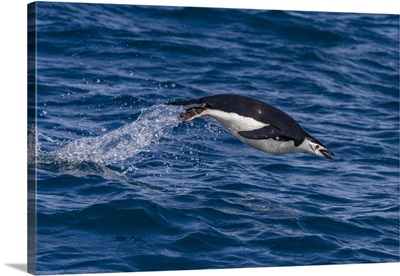 Chinstrap Penguin (Pygoscelis Antarctica) Porpoising In Cooper Bay, South Georgia