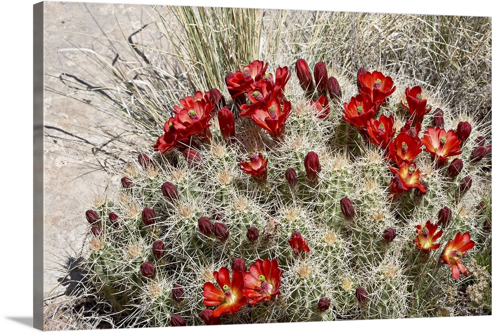 Claretcup Cactus bloom, Needles District, Canyonlands National Park, Utah