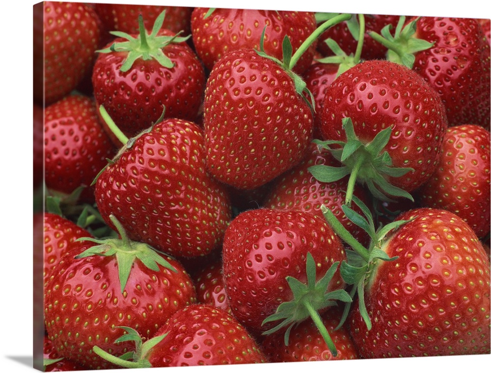 Close-up of a number of red strawberries in Kent, England, UK