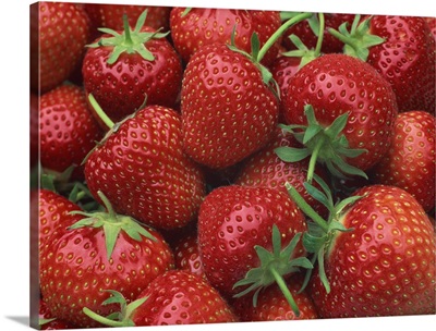 Close-up of a number of red strawberries in Kent, England, UK
