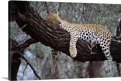 Close-up of a single leopard, asleep in a tree, Kruger National Park, South Africa