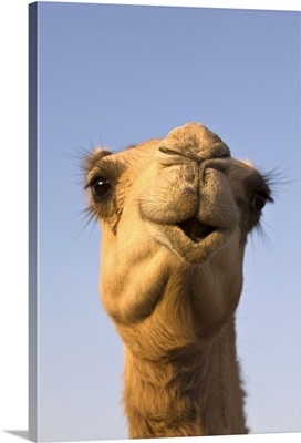 Close-up of camel's head in bright evening light, United Arab Emirates