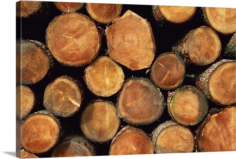 Close-up of cut logs in a timber pile, Hassness Wood, Cumbria, England, UK