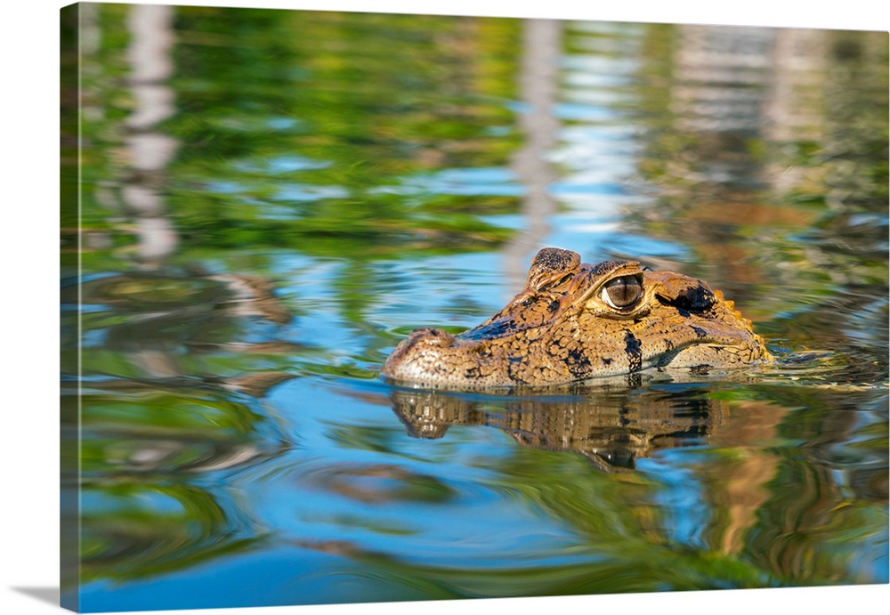 Close-up of head of Black caiman (Melanosuchus niger), Lake Yacumama, Puerto Maldonado, Tambopata Province, Madre de Dios,...