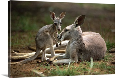 Close-up of mother and young, western gray kangaroos, Australia
