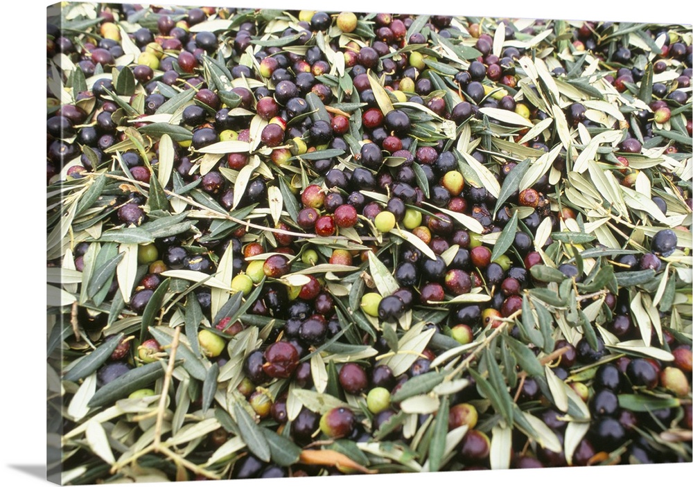 Close-up of olives harvested at Frantoio Galantino, Bisceglie, Puglia, Italy, Europe