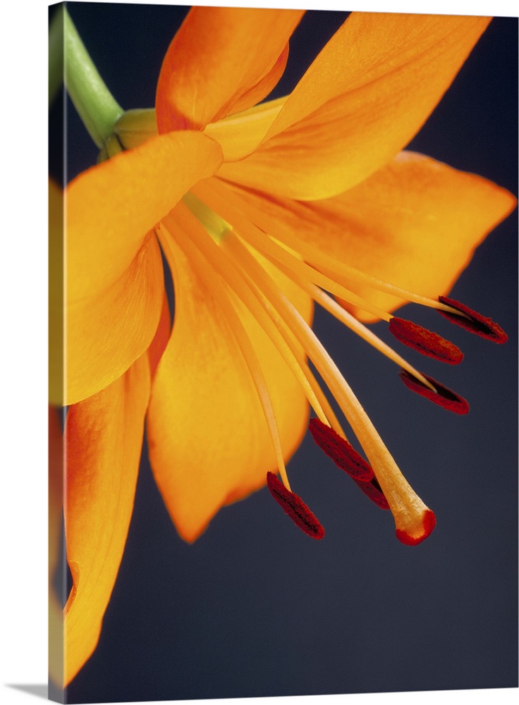 Close-up of orange lilium Brunello flower, against a blue background