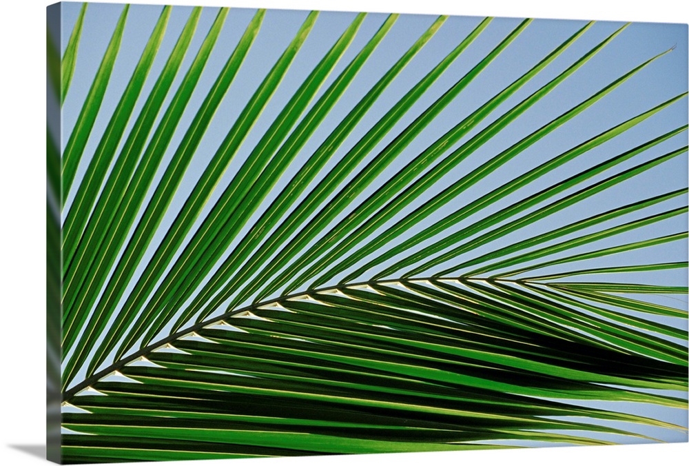 Close-up of palm leaf at Ko Samet Island, Rayong, Thailand, Asia