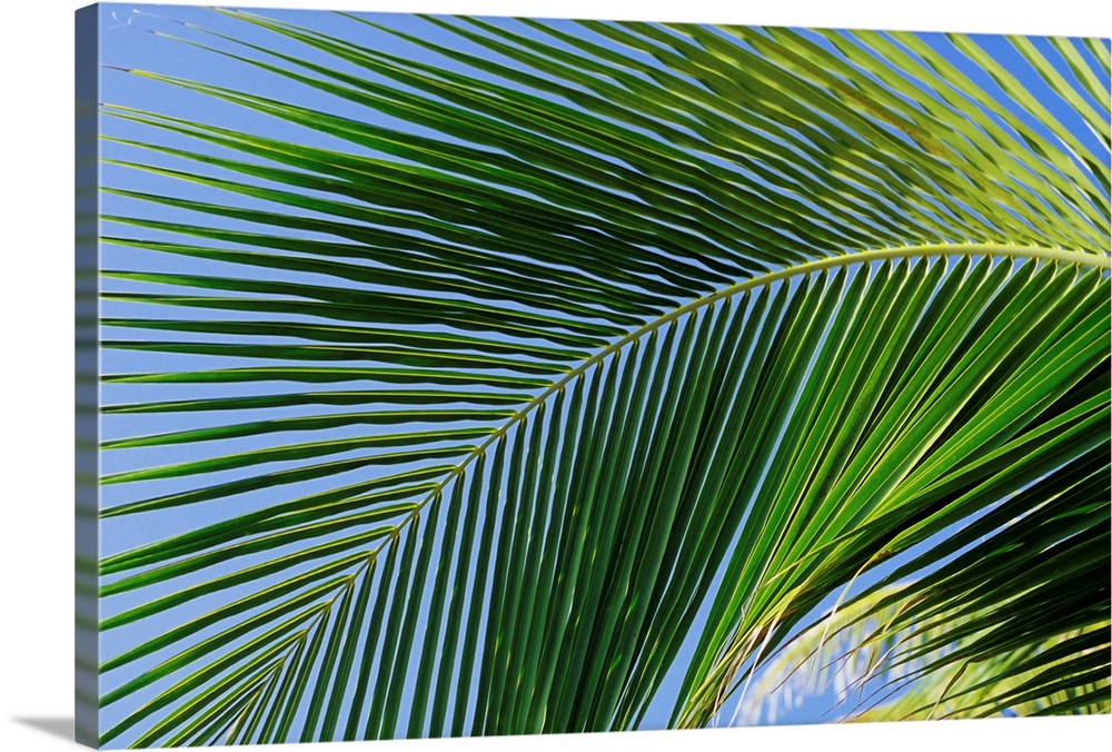 Close-up of palm leaf at Ko Samet Island, Rayong, Thailand, Asia
