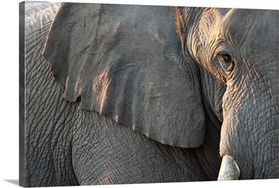 Close up of partial facen elephant, Etosha National Park, Namibia
