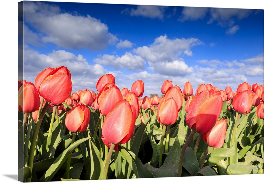 Close up of red tulips during spring bloom in the fields of Oude-Tonge, Goeree-Overflakkee, South Holland, The Netherlands...
