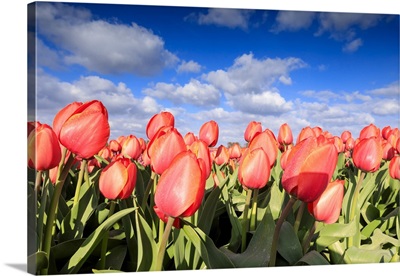 Close Up Of Red Tulips During Spring Bloom In The Fields Of Oude-Tonge, The Netherlands