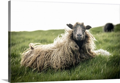 Close-Up Of Single Sheep On Grass, Faroe Islands, Denmark