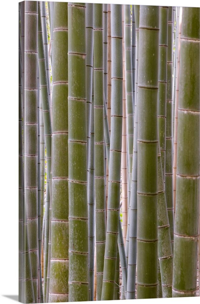 Close-up of stems, Bamboo Forest, Sagano, Ukyo Ward, Arashiyama, Kyoto, Kansai region, island of Honshu, Japan, Asia