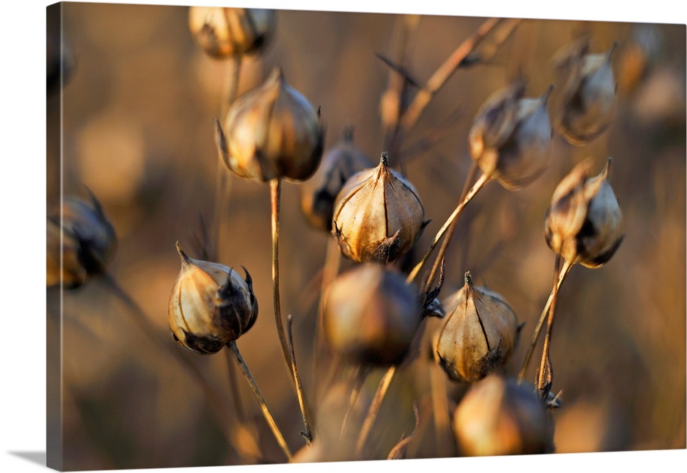 Close-up of the capsules containing seeds in a mature flax field, Eure-et-Loir department, Centre-Val de Loire region, Fra...