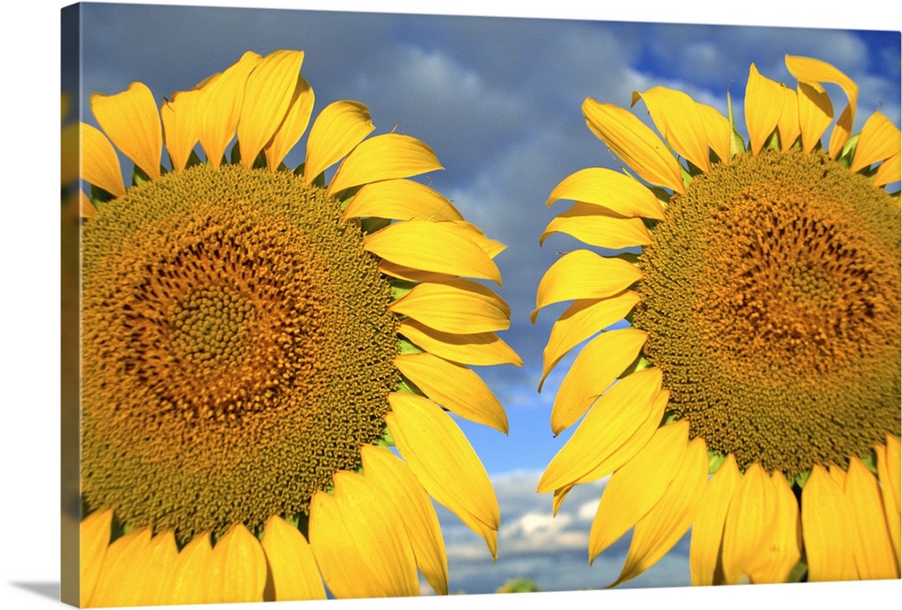 Close-up of two sunflower heads in the Spanish sun, Spain, Europe