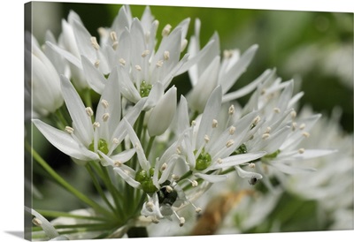 Close-up of wild garlic