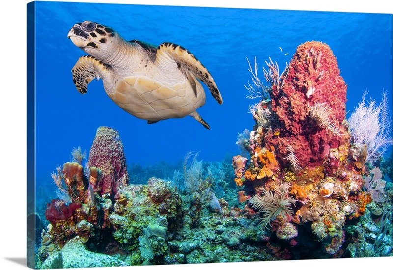 Close Up Photo Of A Green Sea Turtle Swimming, Bay Islands, Honduras ...